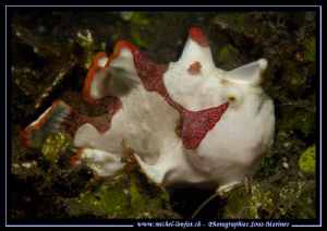 Painted Frog Fish in the waters of Lembeh Strait... Que d... by Michel Lonfat 